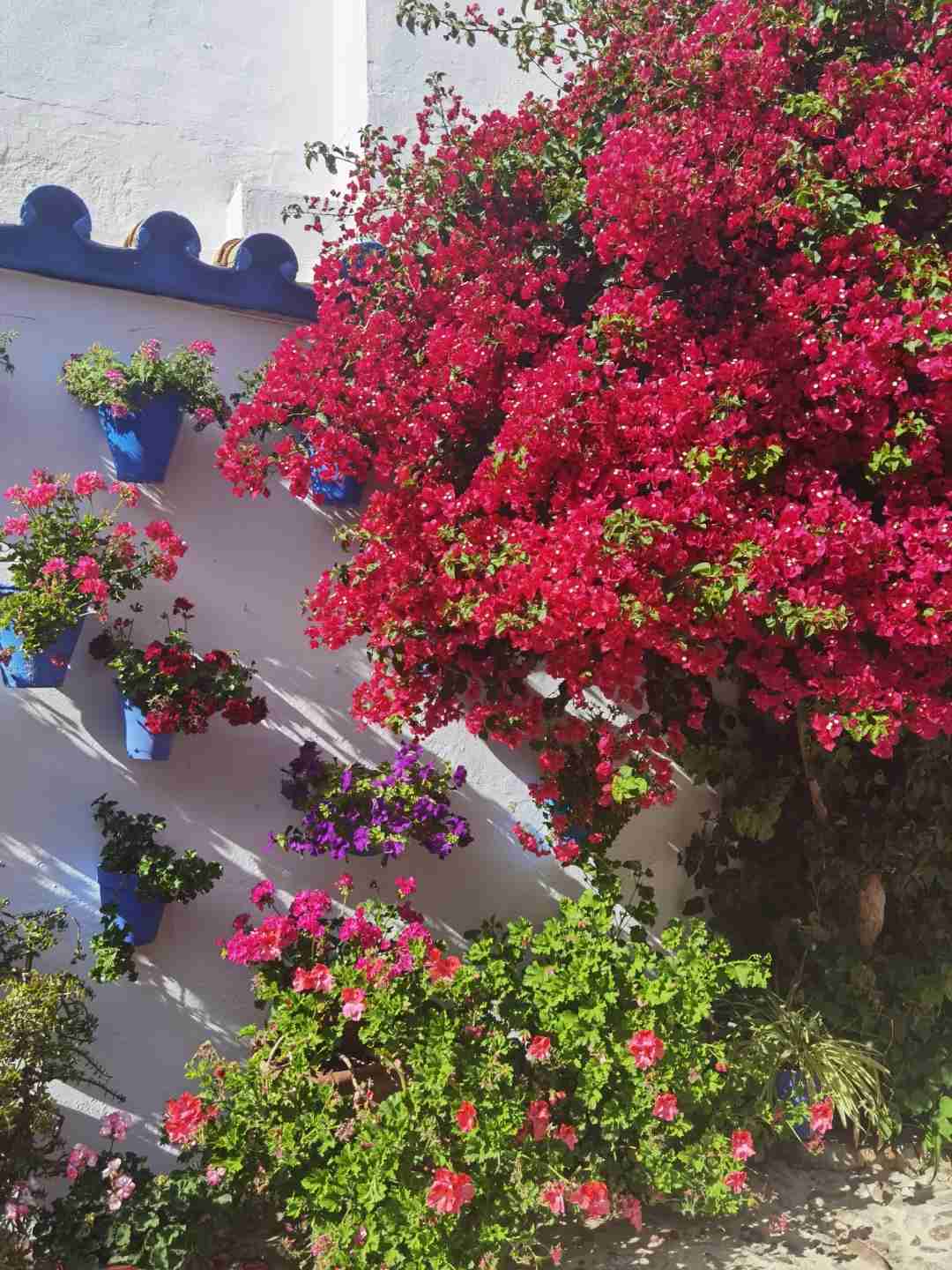 Ultimate Guide to Experiencing Cordoba's May Courtyard Festival 🌸 Tradition & Tips