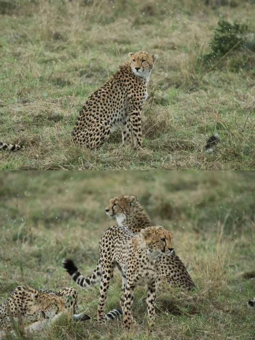 Ultimate Guide to Maasai Mara National Park Kenya: Safari Tips & Wildlife Adventures 🐆