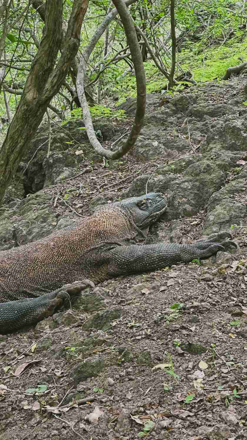 Ultimate Komodo DIY Travel Guide: Easy Tips for Lazy Travelers on Eating, Staying & Getting Around