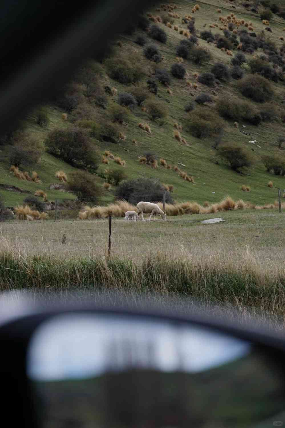 Por que Você Deveria Repensar em Visitar Dunedin Vindo de Queenstown Este Ano