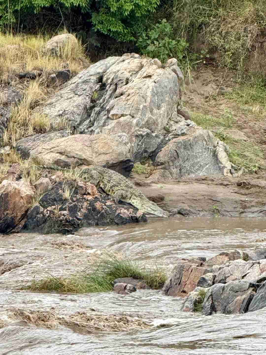 Witness the Legendary Masai Mara River Crossing: An Unforgettable Safari Experience
