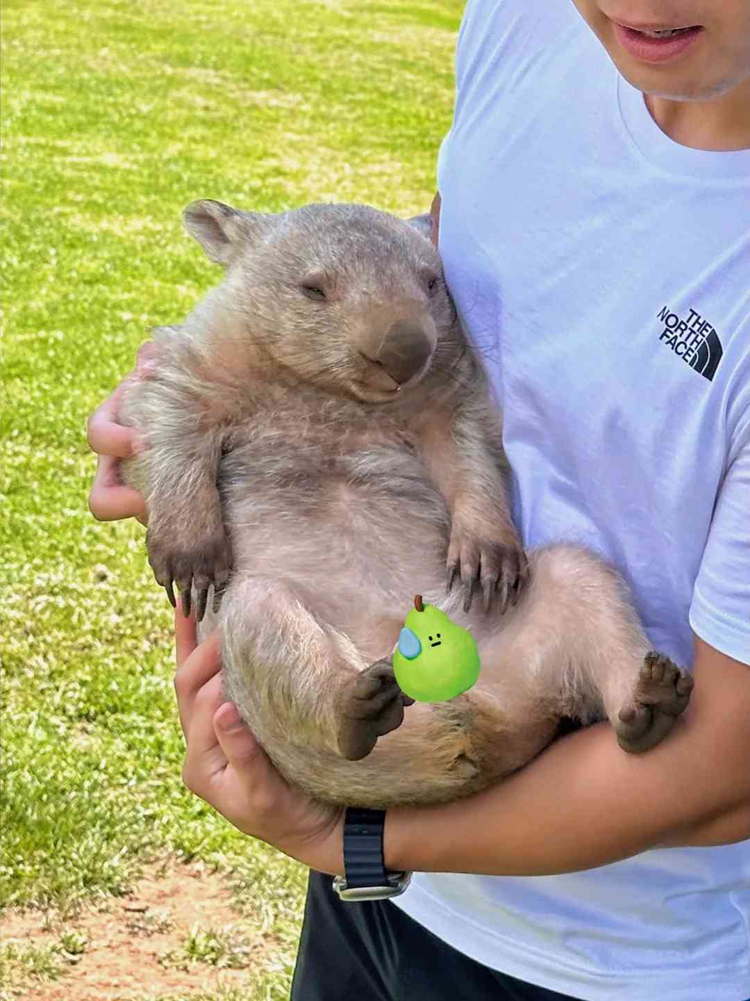 🇦🇺 Unforgettable Wombat Encounter: Hugging Wildlife in Sydney Australia