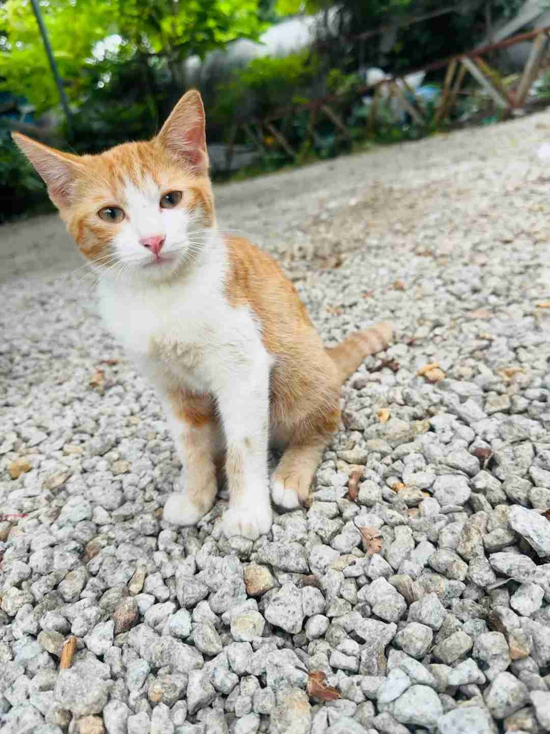 🌟【Penang Hidden Gem: Cat Beach Sanctuary for Ultimate Relaxation and Healing】